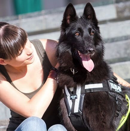 julius-k9-harness-y-belt-on-dog
